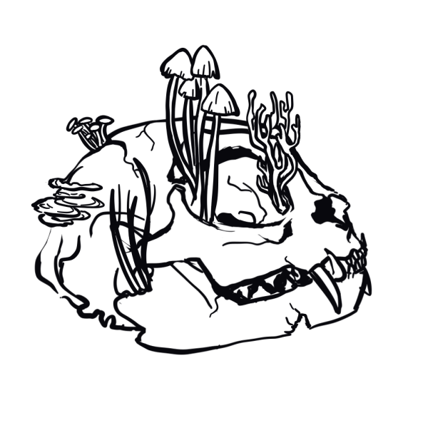 line drawing of mushrooms growing in a cat skull